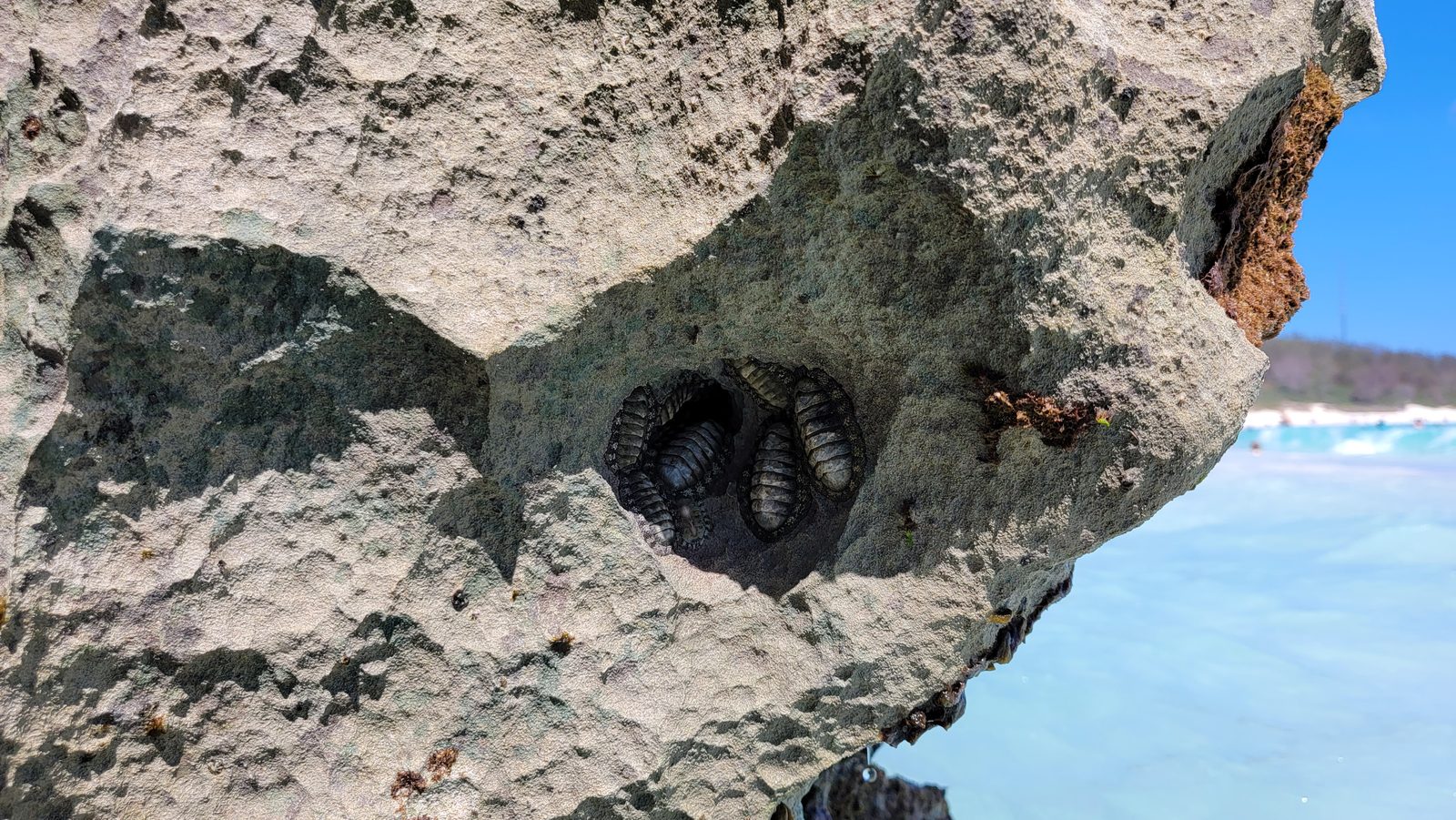 Chitons tucked into a tide pool