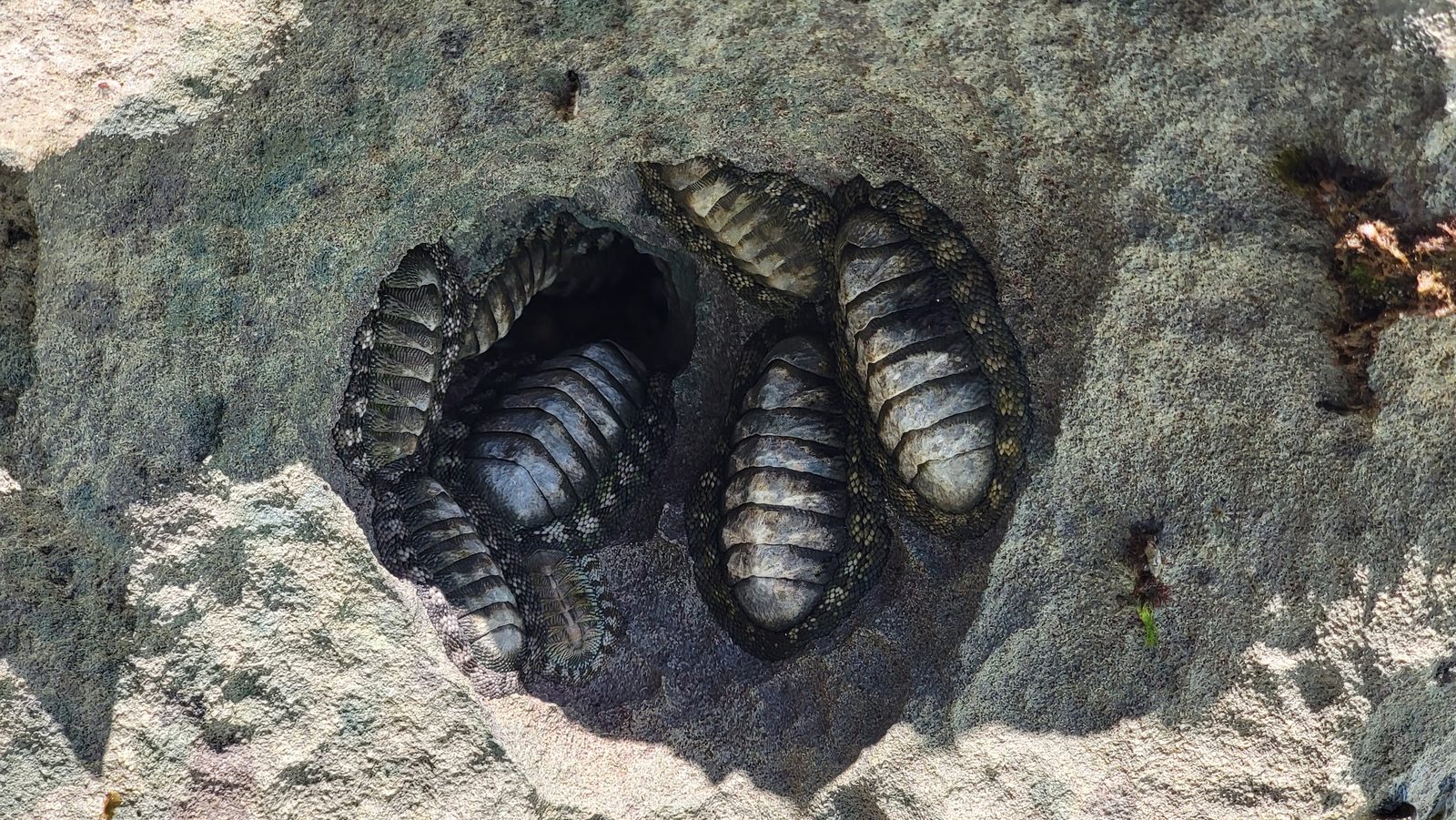 Chitons tucked in a rock ledge at Horseshoe Bay