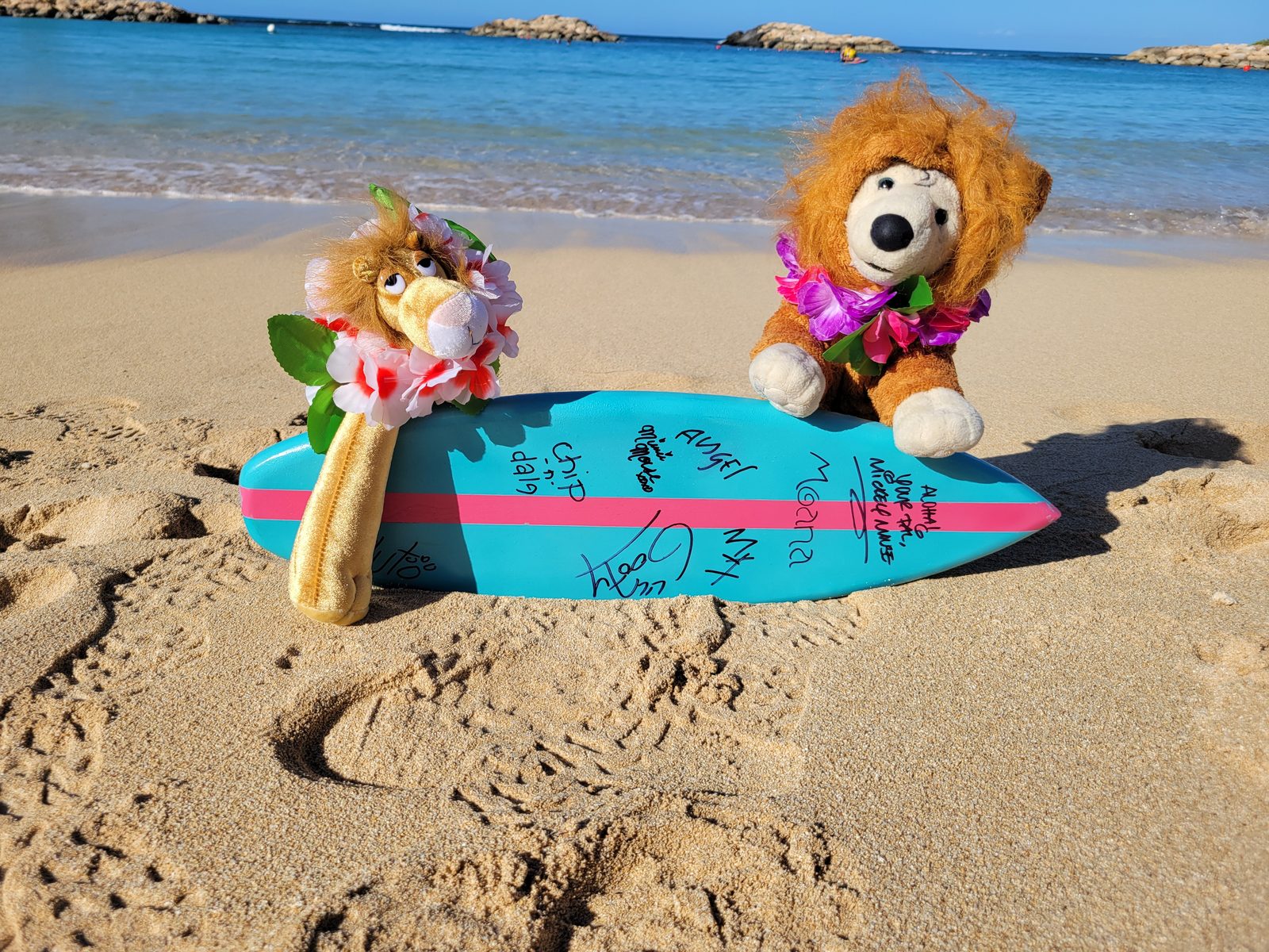 Lisa's beach companions catching some morning waves