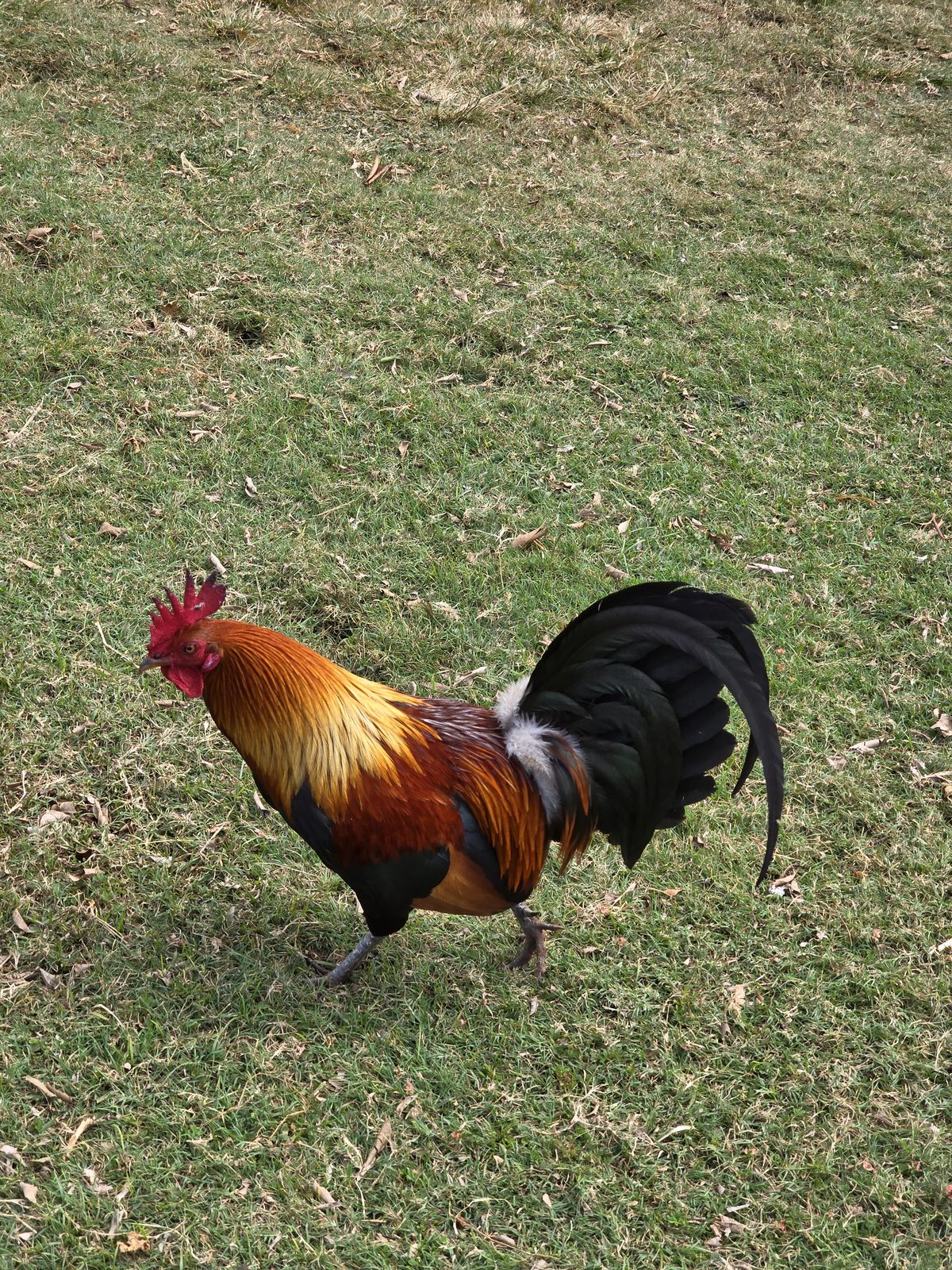 One of Kauai's wild roosters greeting us at Spouting Horn