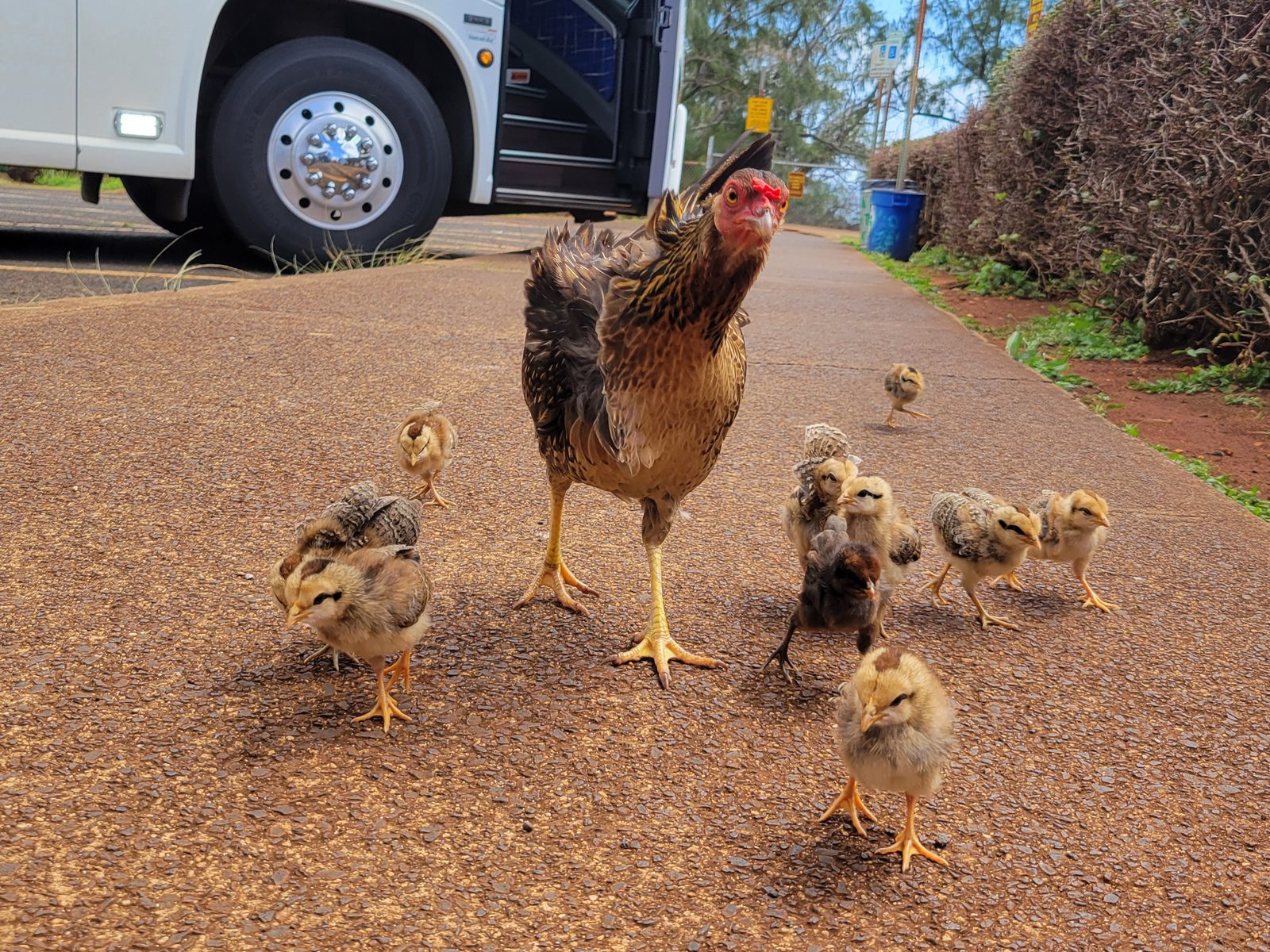 A mother hen and her chicks on the path ahead of us