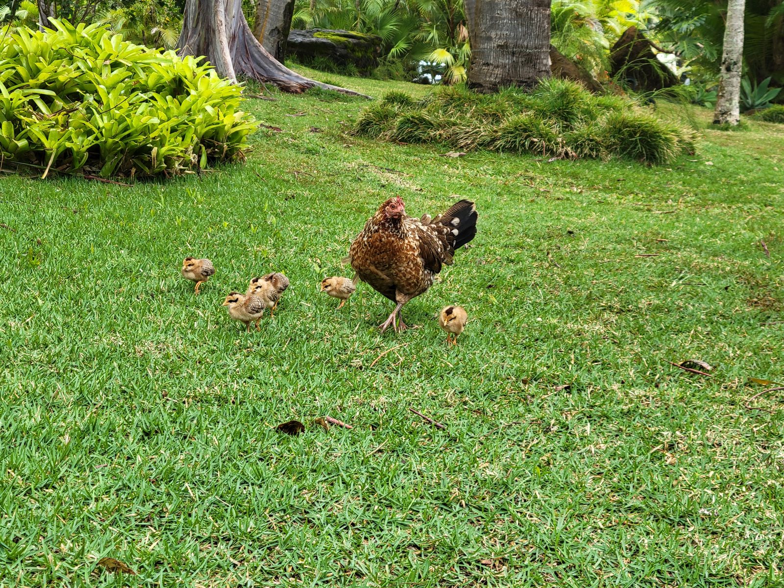 A hen leading her chicks across the lawn