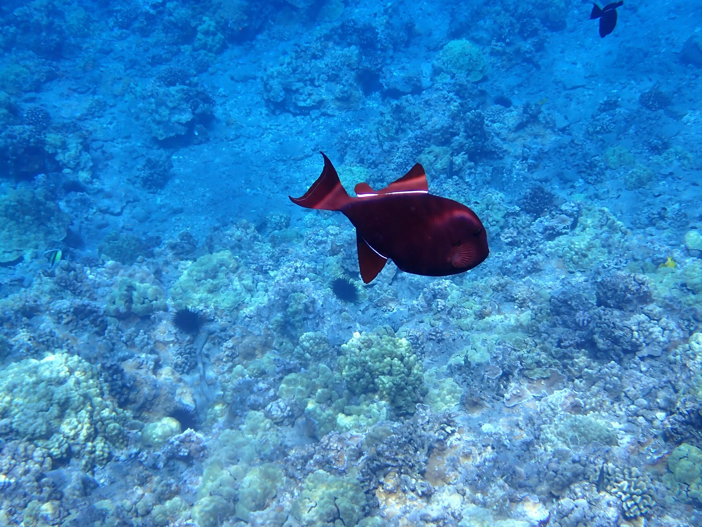Photo: Molokini Crater, Hawaii, day 2