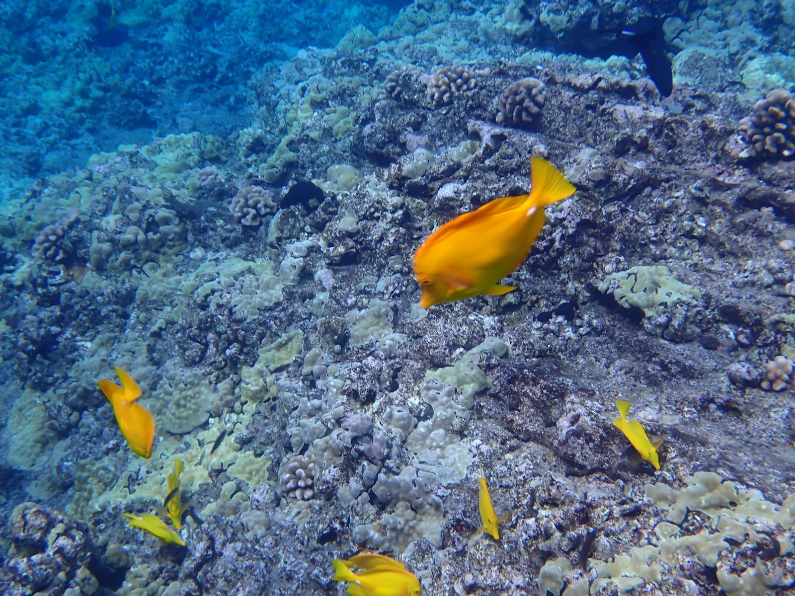 Yellow tang over the reef at Molokini Crater