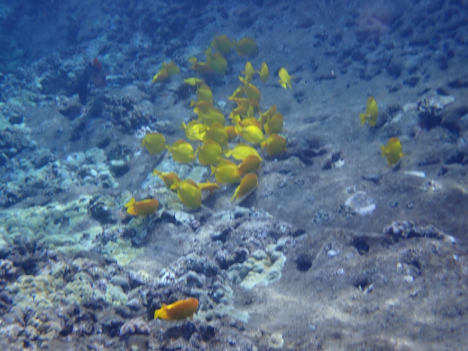 Yellow tang swirling through the coral at Molokini