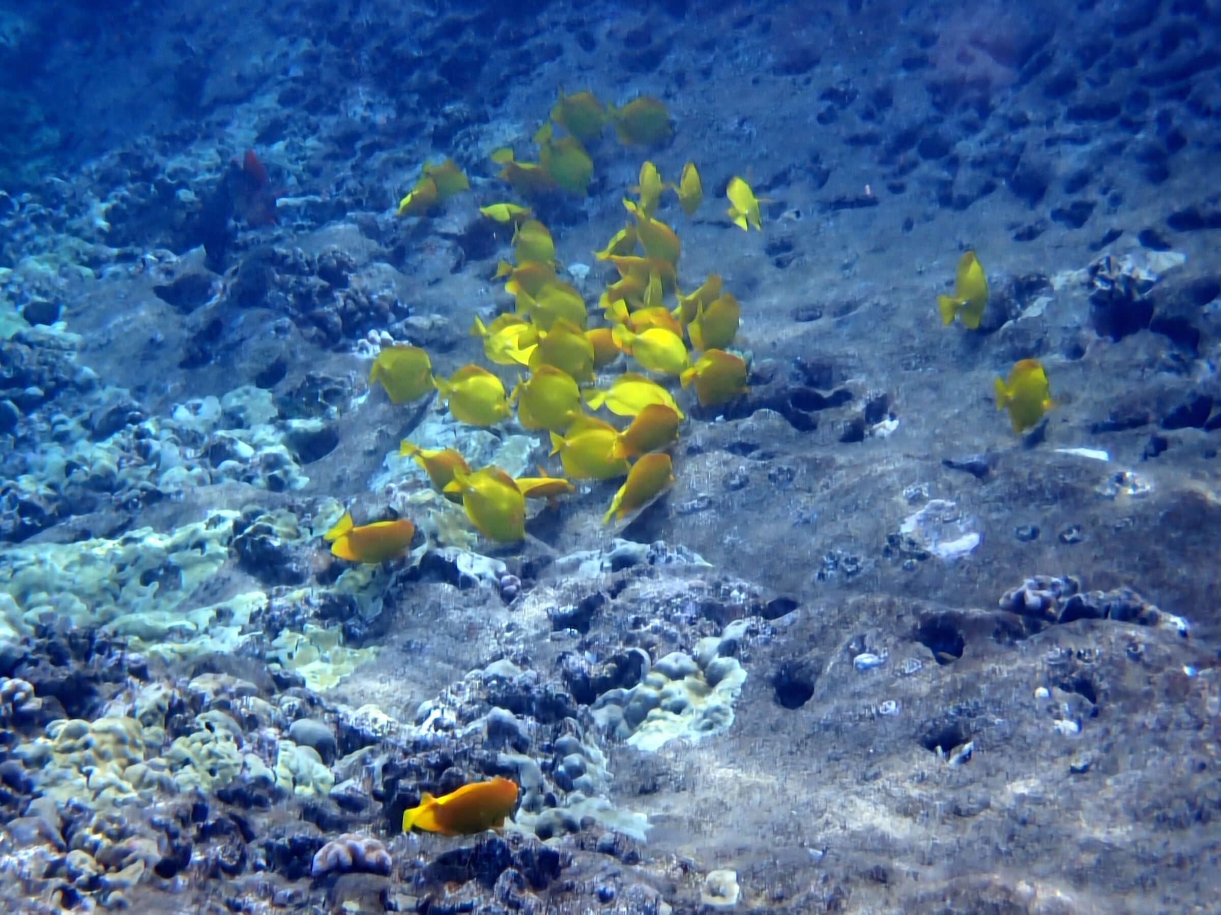 Photo: Molokini Crater, Hawaii, day 2