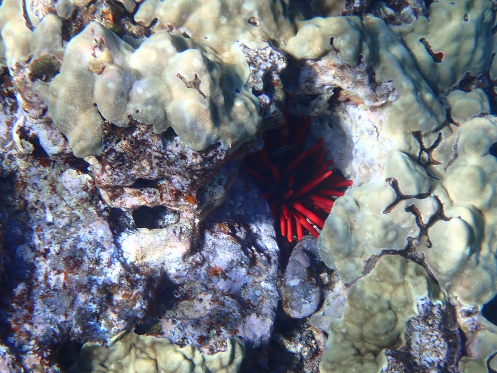 A red pencil urchin tucked into the coral at Molokini