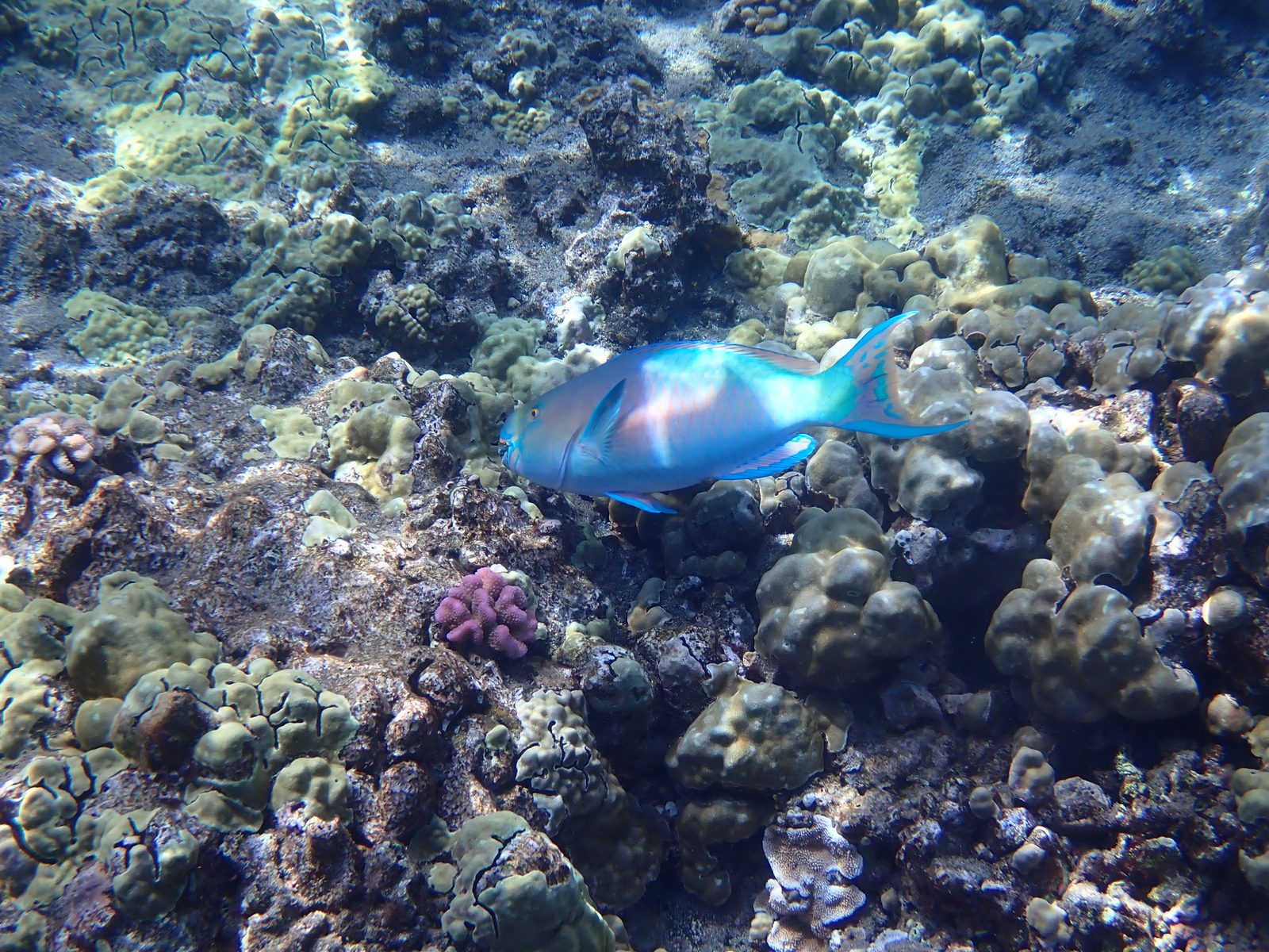 A parrotfish cruising the reef at Molokini Crater