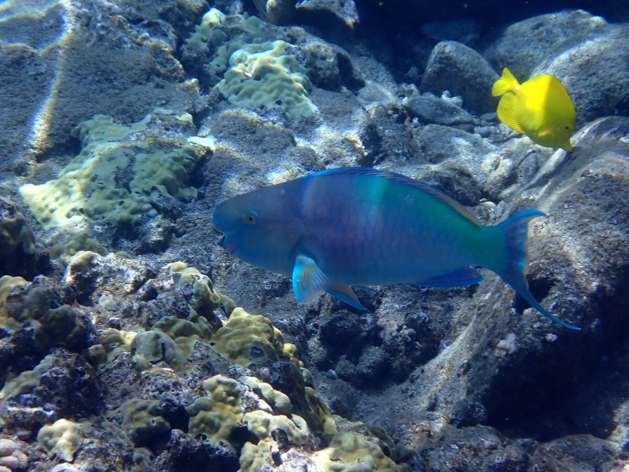 Photo: Molokini Crater, Hawaii, day 2