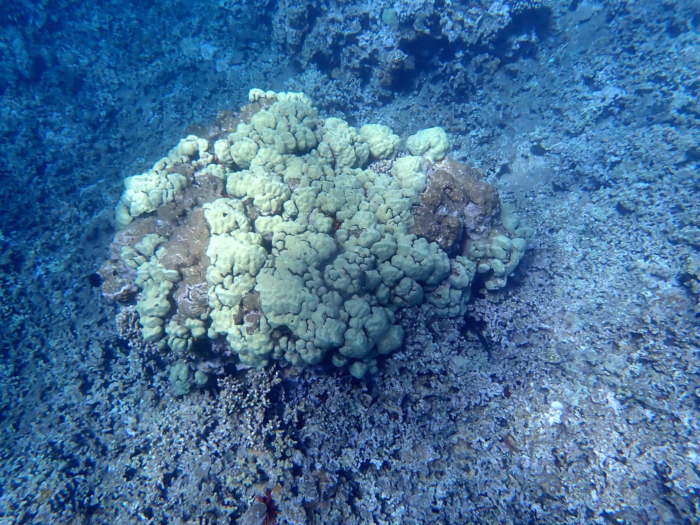 Photo: Molokini Crater, Hawaii, day 2