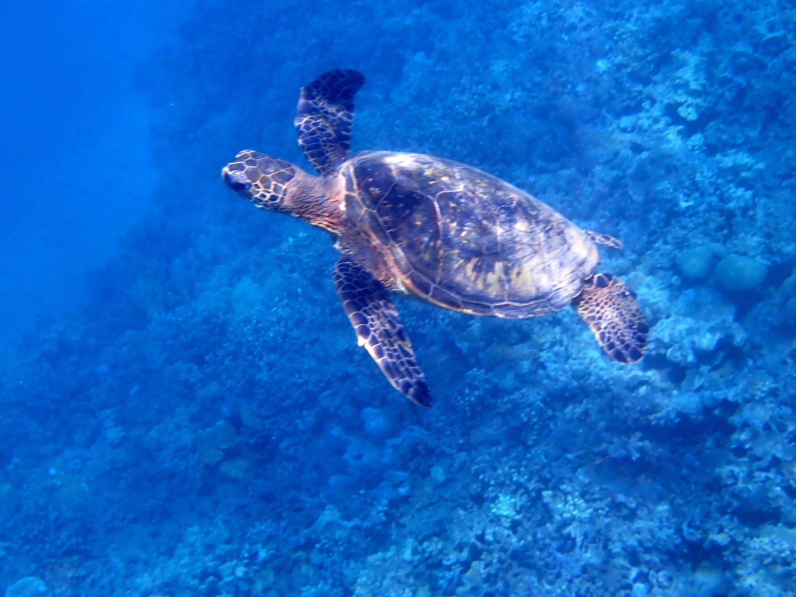 A green sea turtle gliding past at Molokini Crater