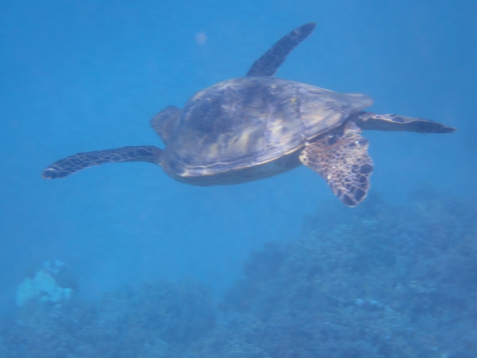 A green sea turtle along the coast