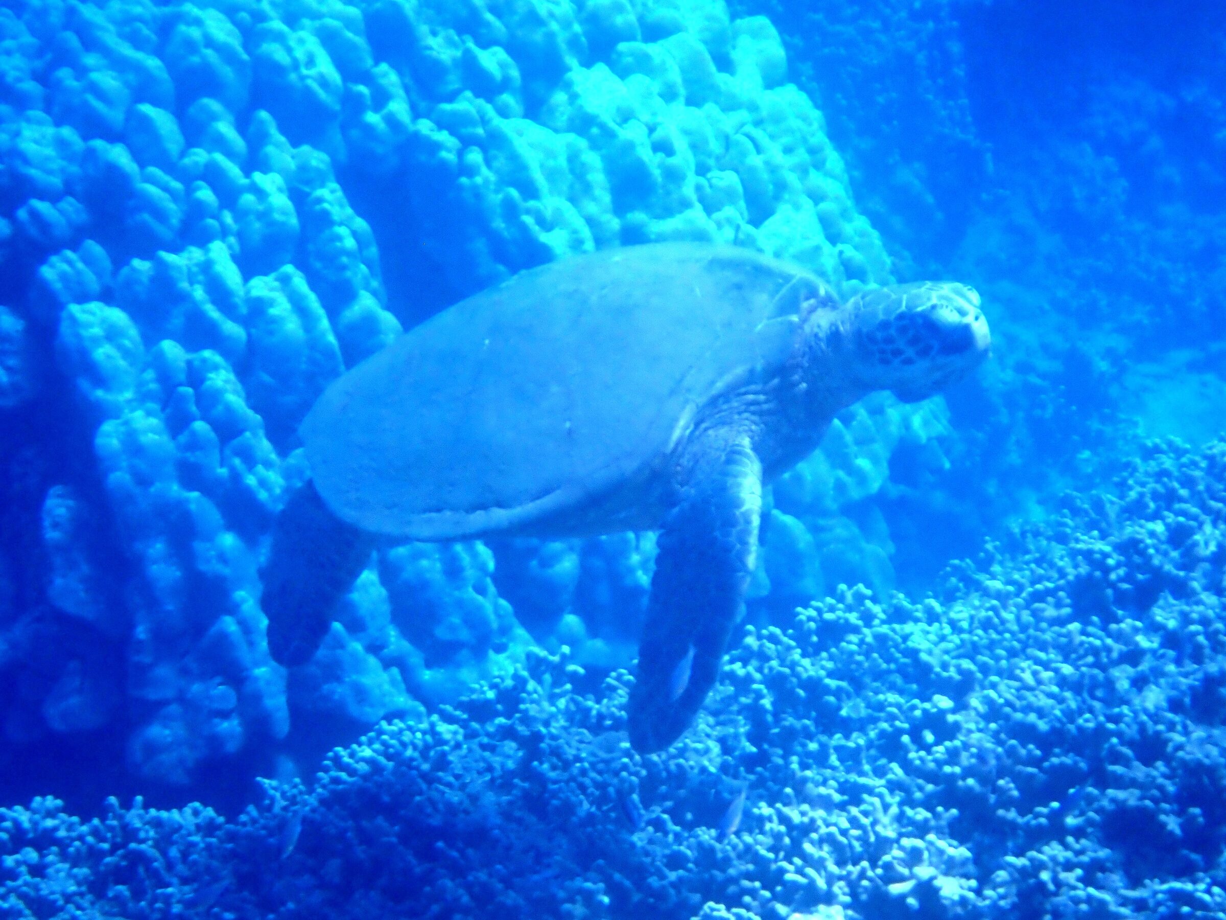A green sea turtle along the coast