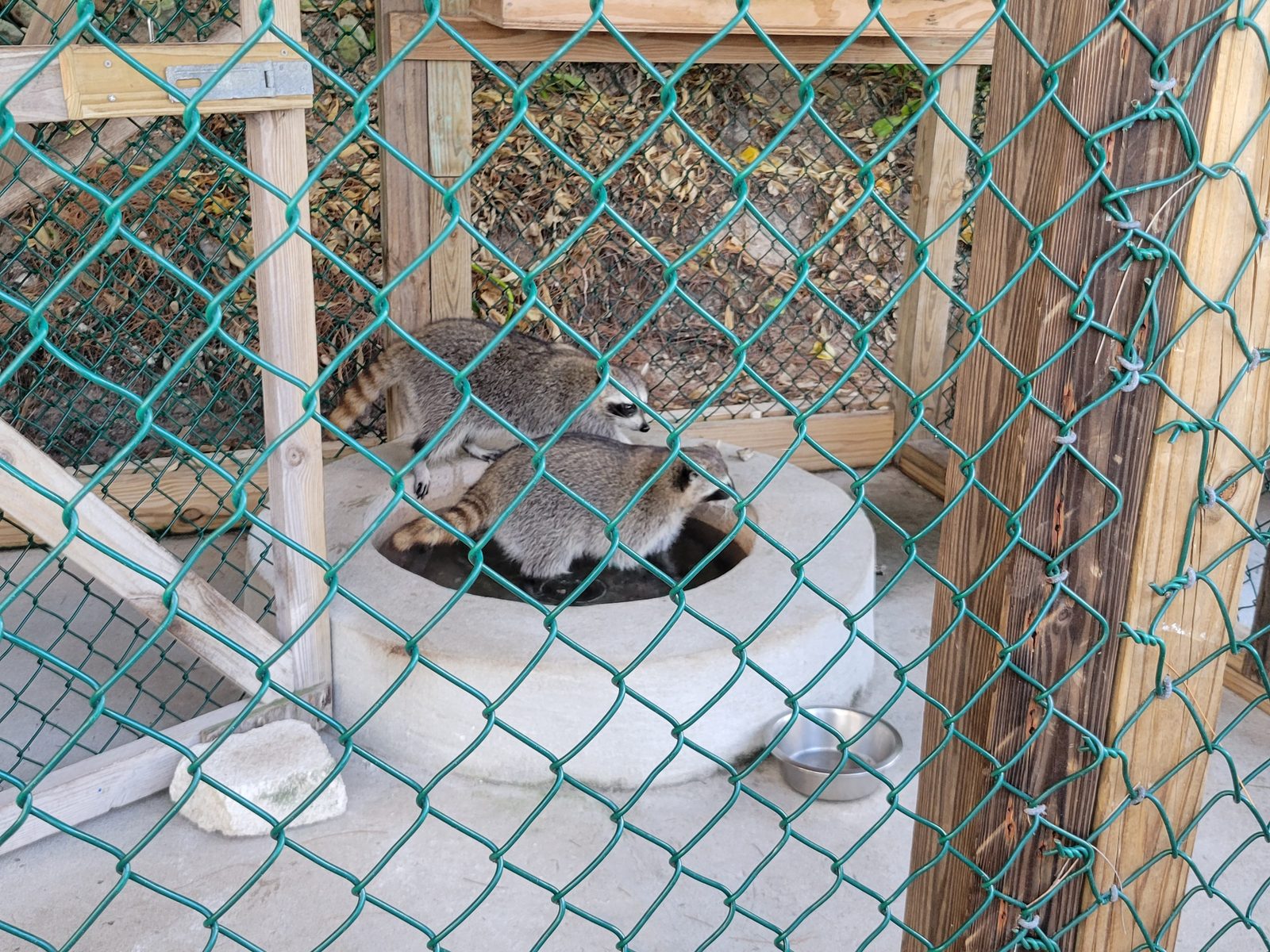 Two raccoons at the Blue Lagoon Island encounter
