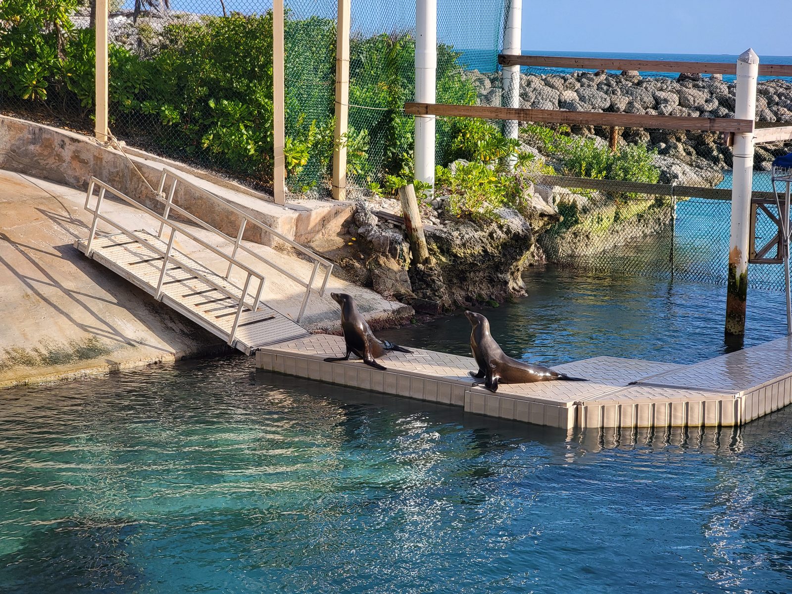 Sea lions on the dock