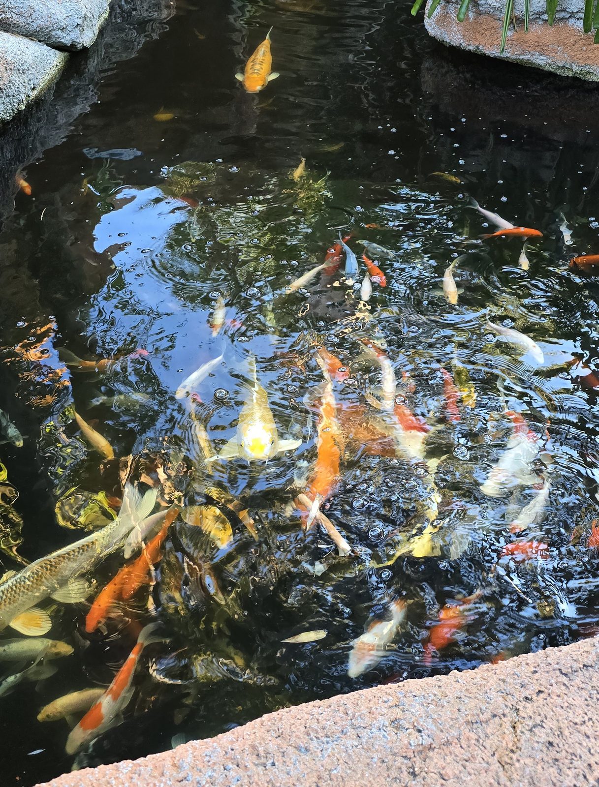 Koi swimming in the hotel courtyard pond