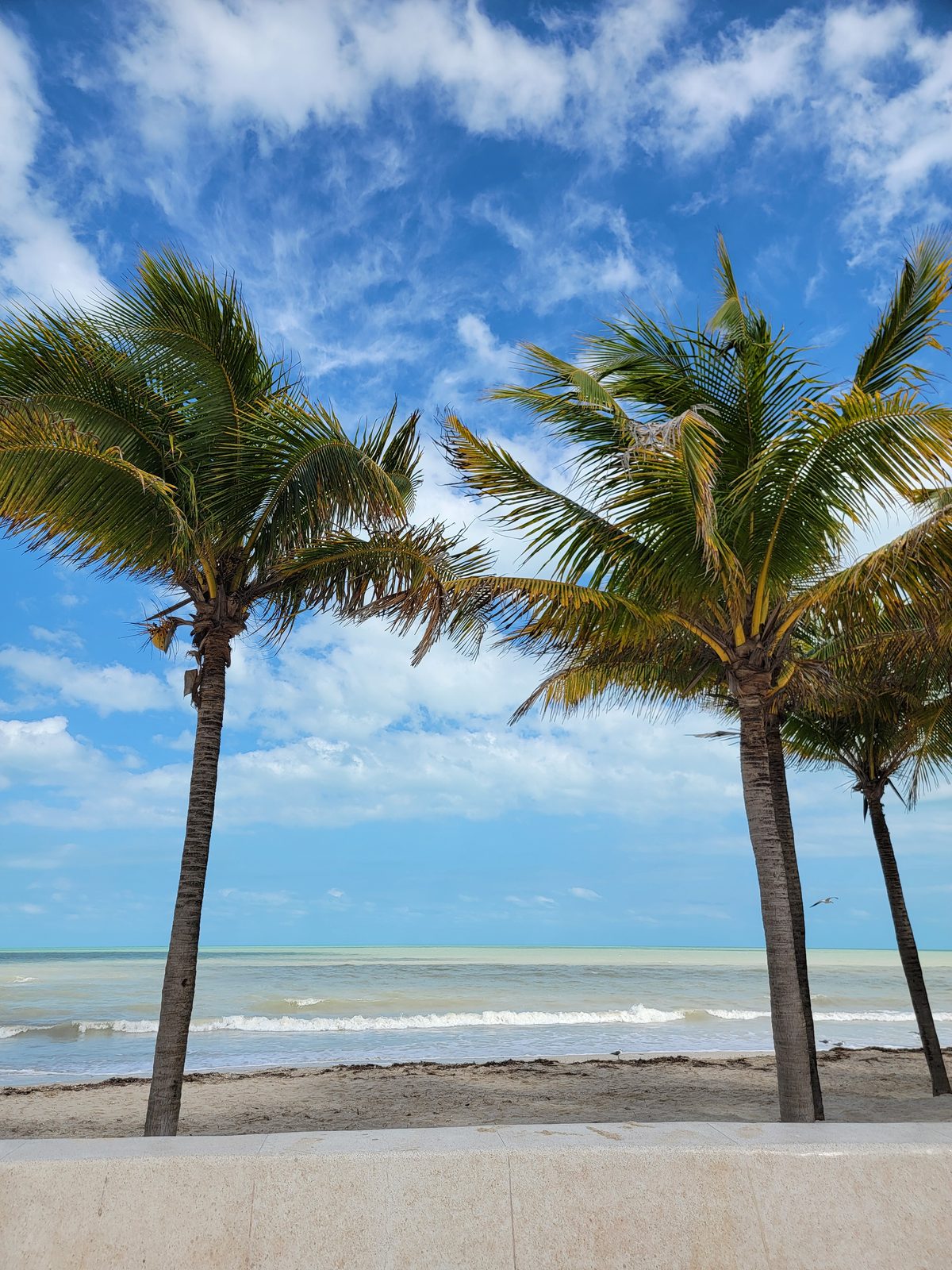 Palm trees on the beach in Progreso