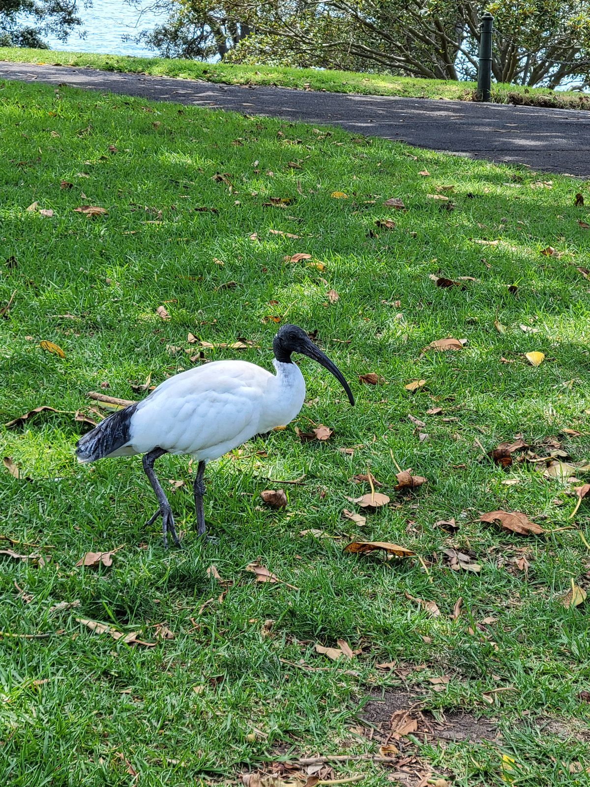 An ibis on the lawn