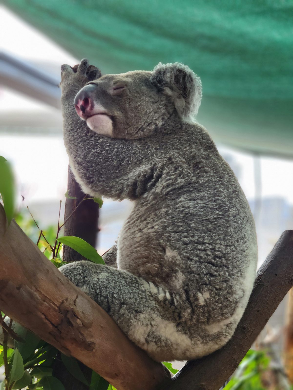 A koala dozes in the trees