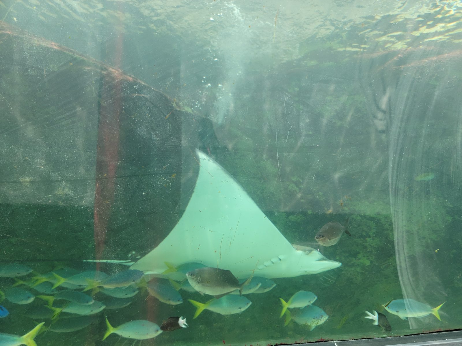 A manta ray glides overhead