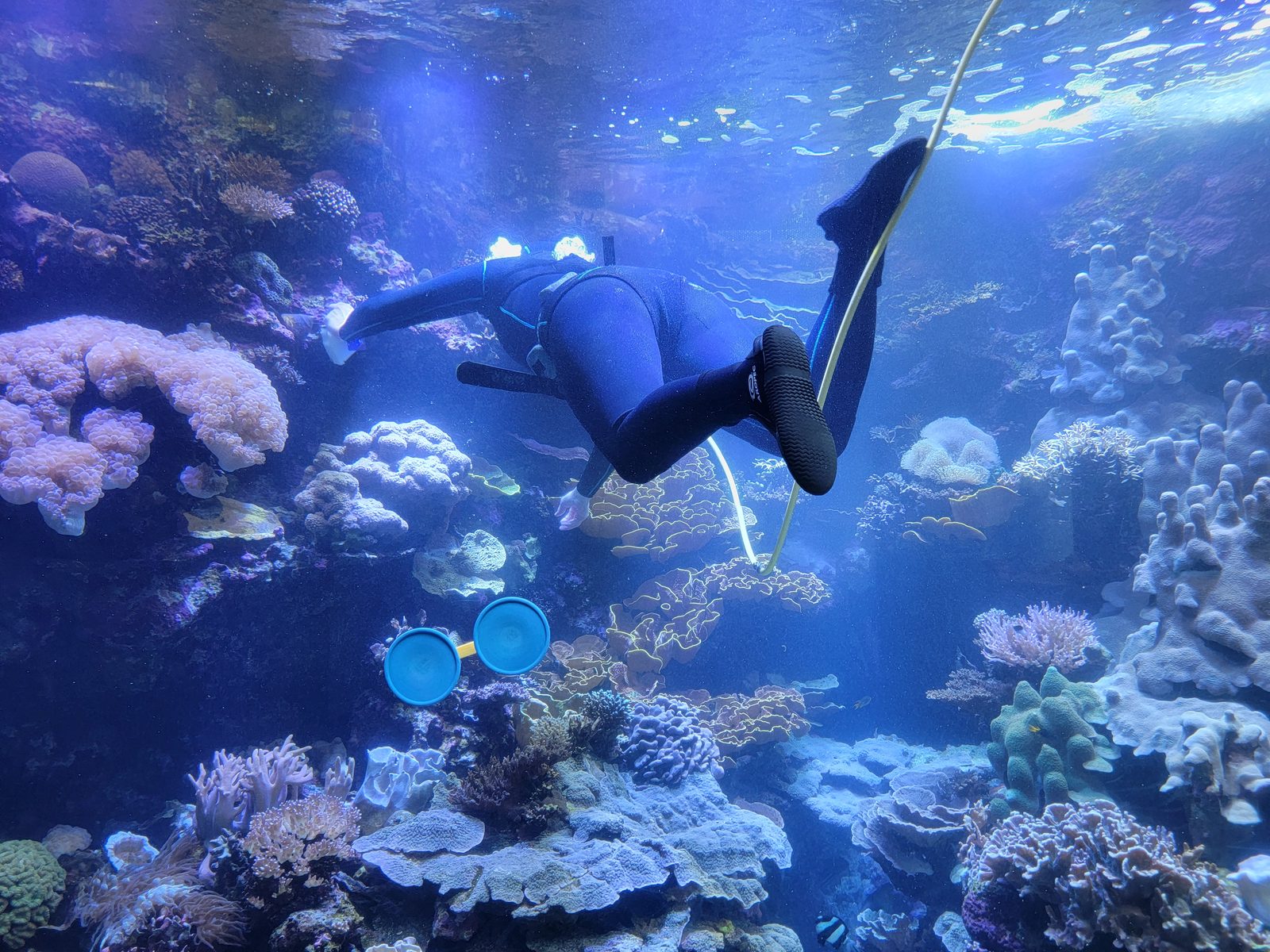 A diver feeding fish in the reef tank
