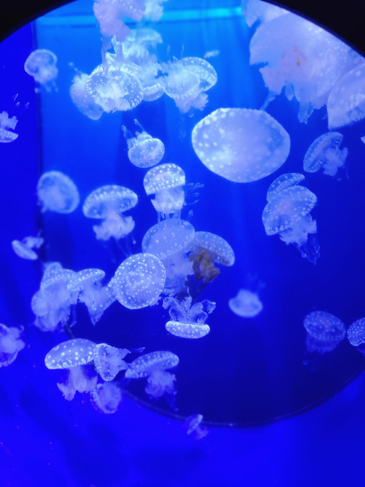 Jellyfish drifting under blue light