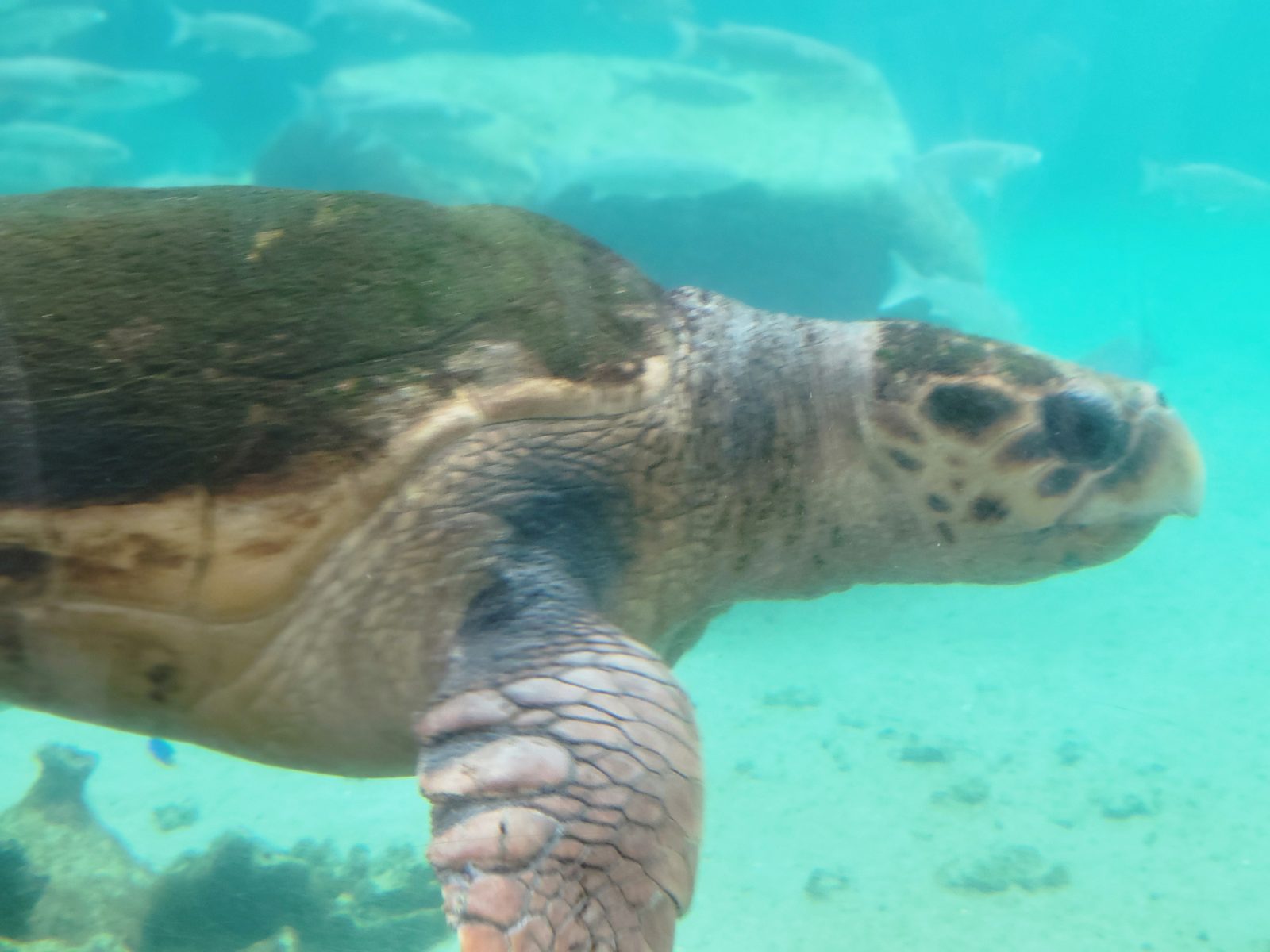 A sea turtle glides through the outdoor lagoon