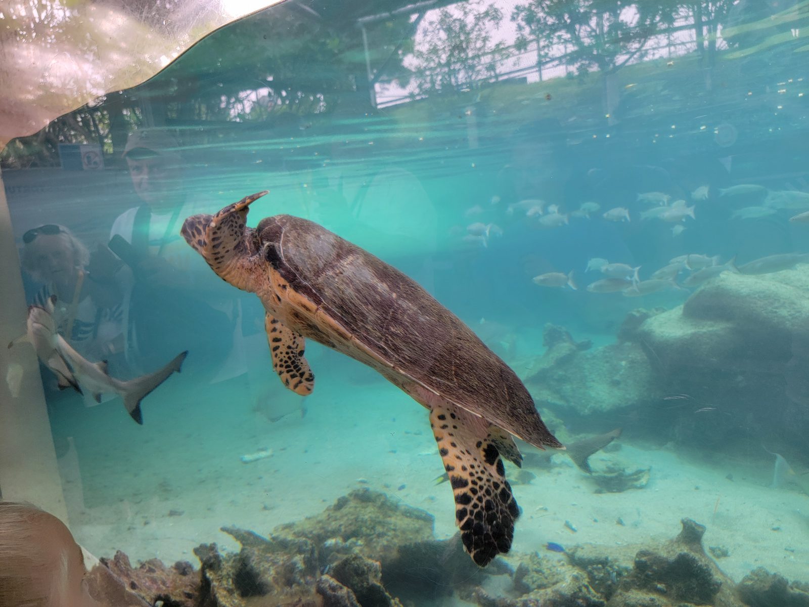 A sea turtle at Aquarium des Lagons