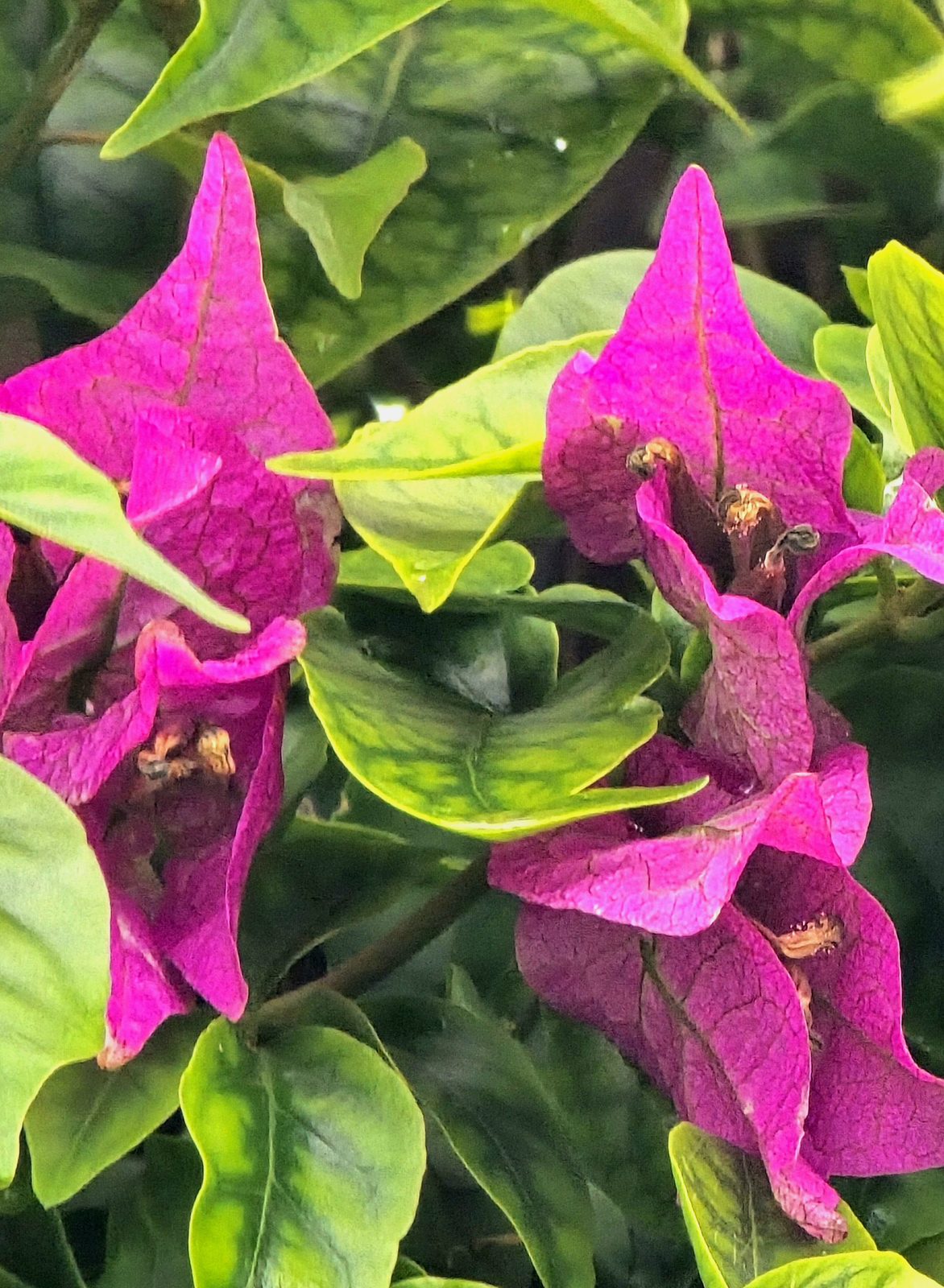 Bougainvillea at the Ouen Toro lookout