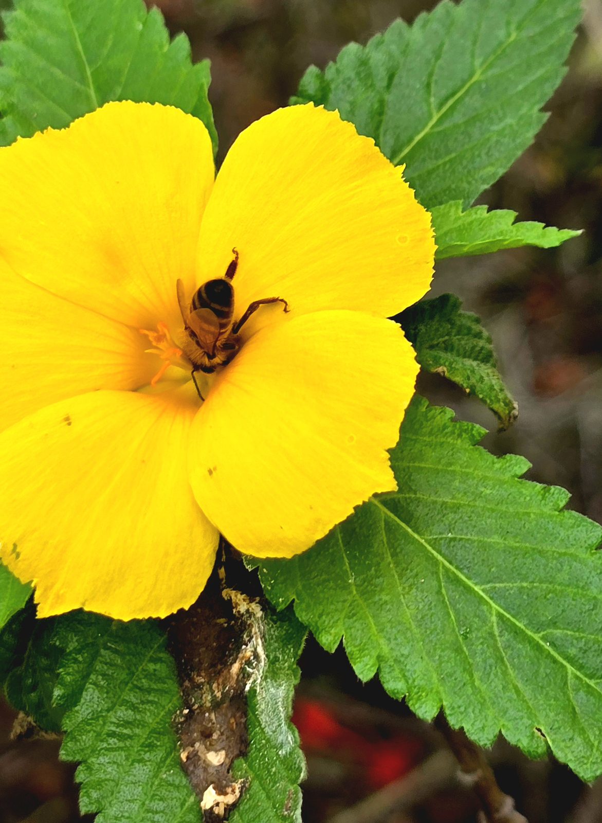 Yellow flower with a bee near Notre-Dame du Pacifique