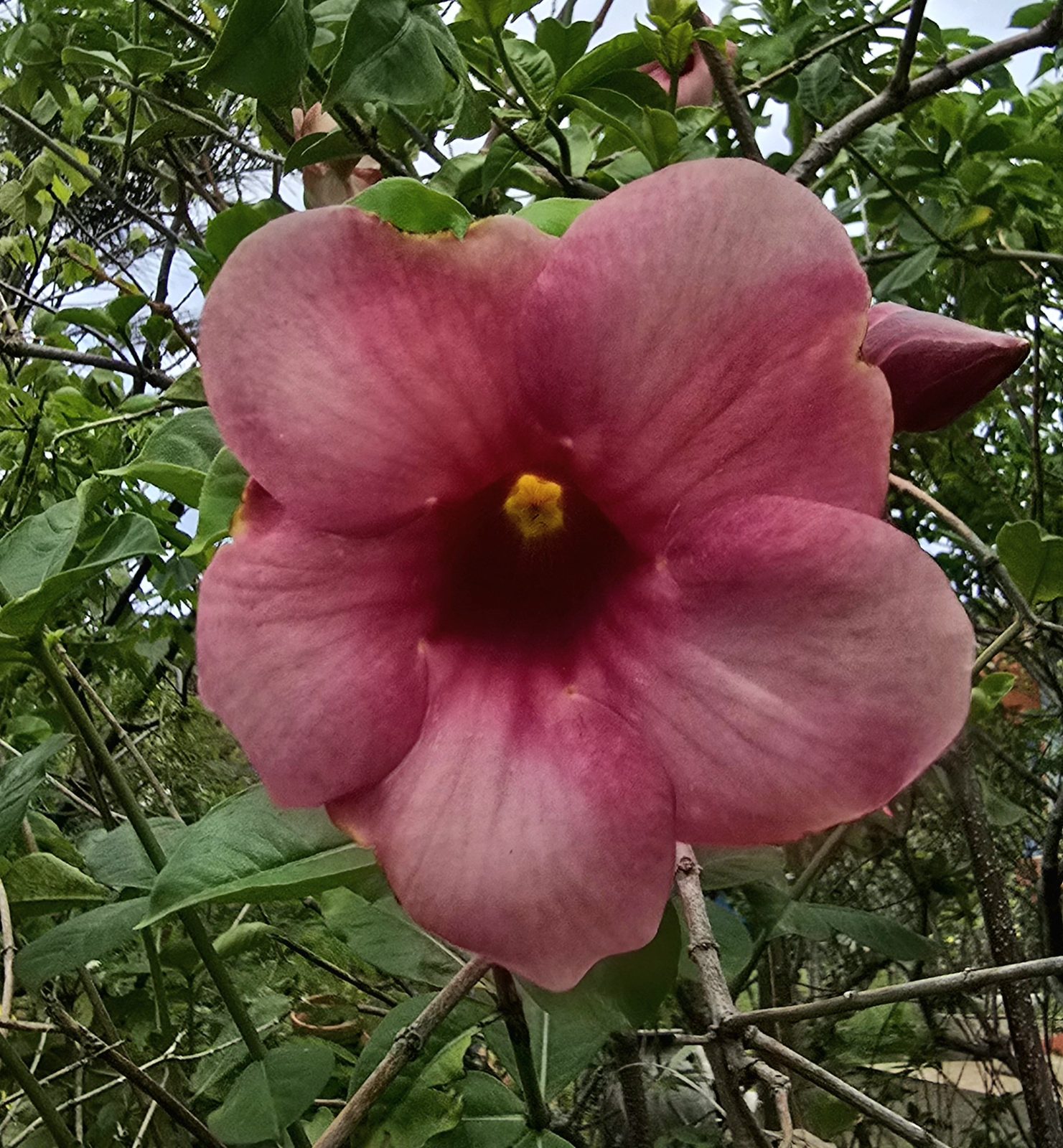 Pink flower near Notre-Dame du Pacifique in Nouméa