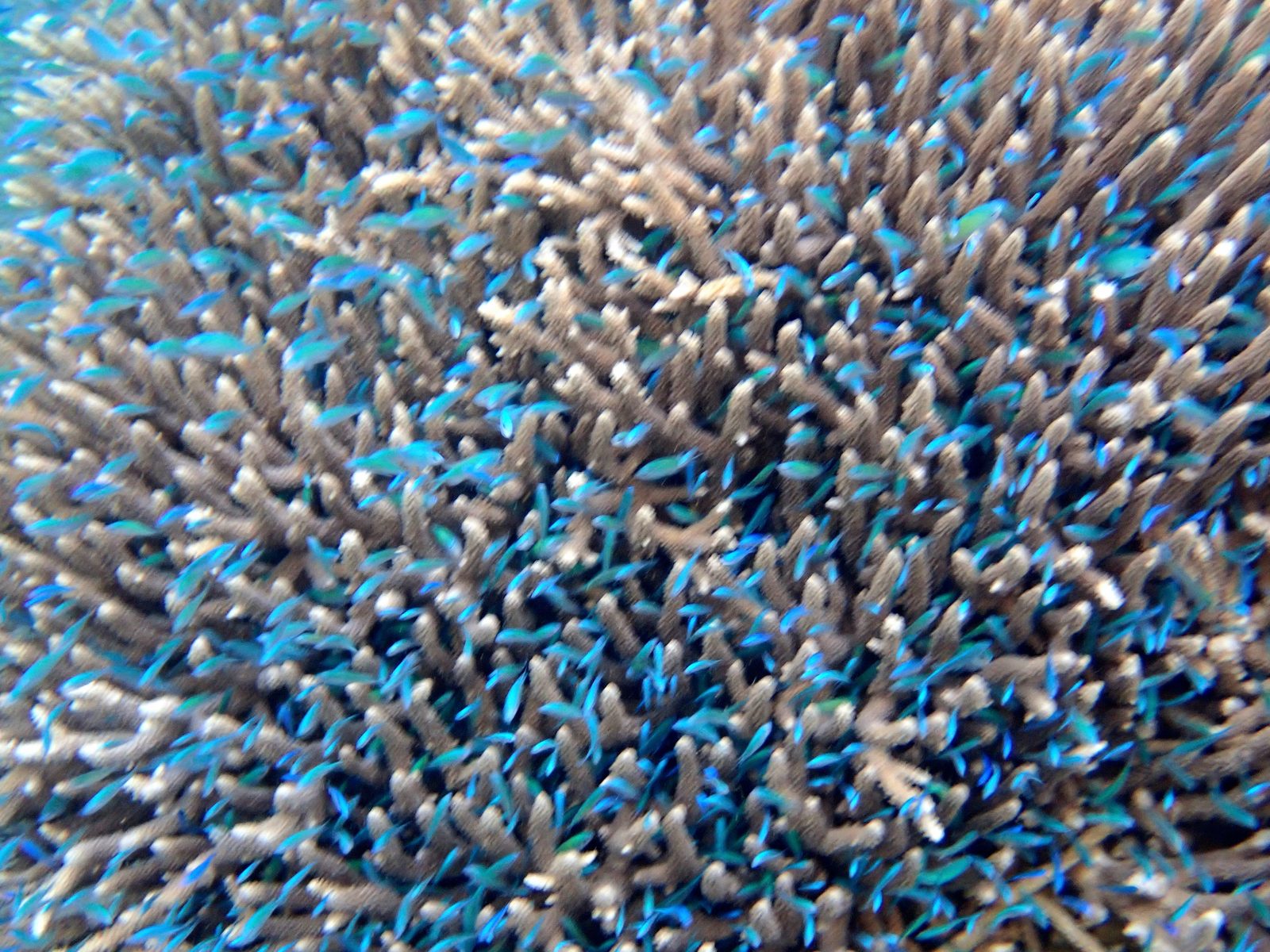Blue fish over the coral