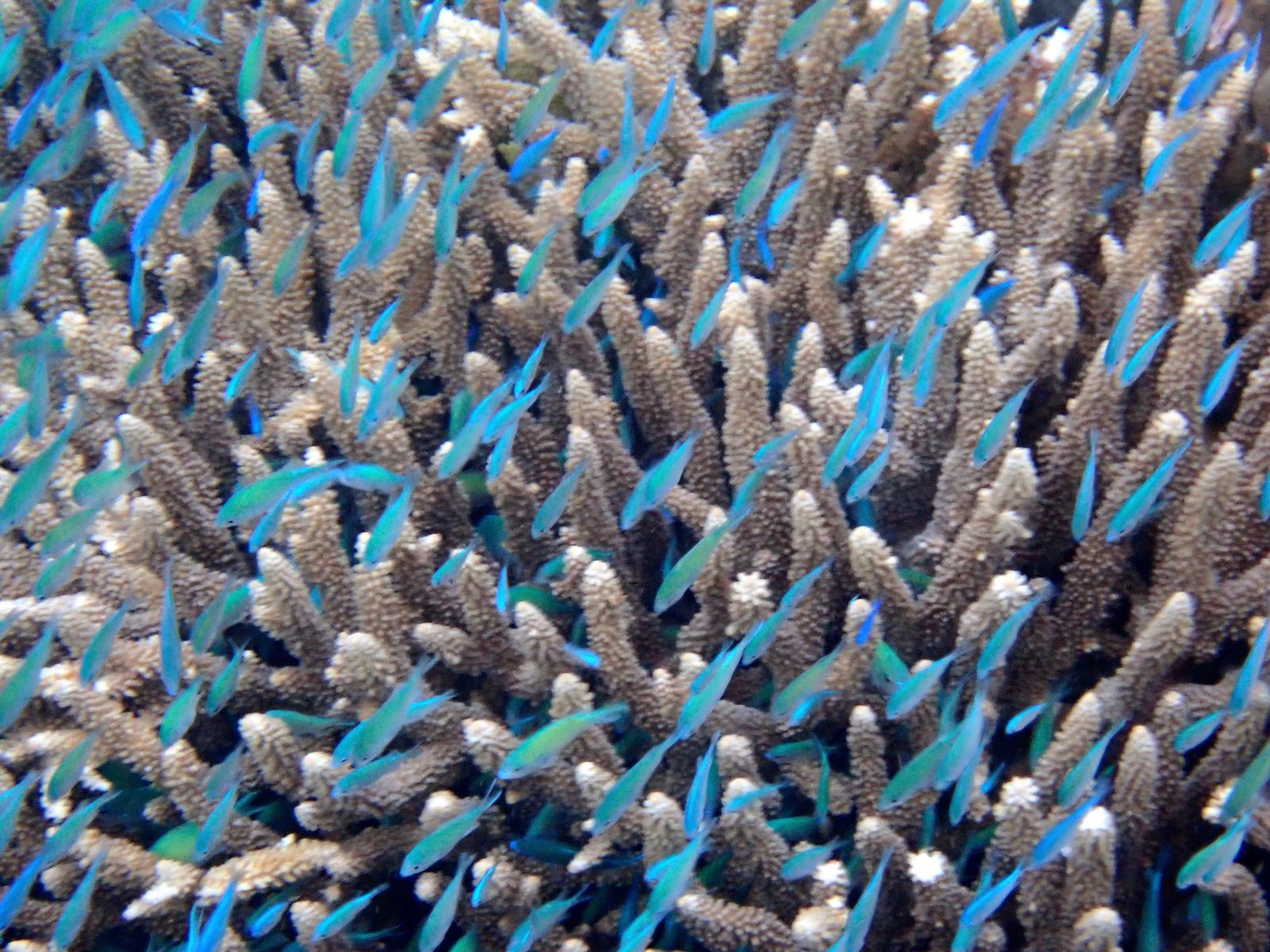 School of blue fish in the coral at Pacific Harbour