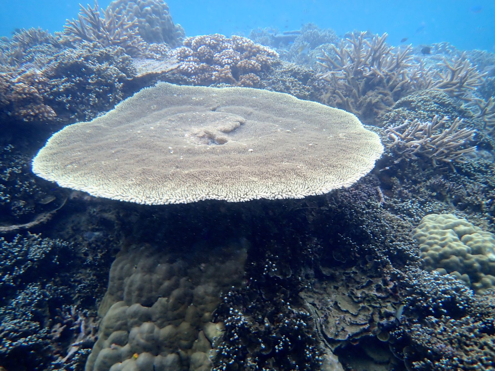 Big table coral on the reef at Pacific Harbour
