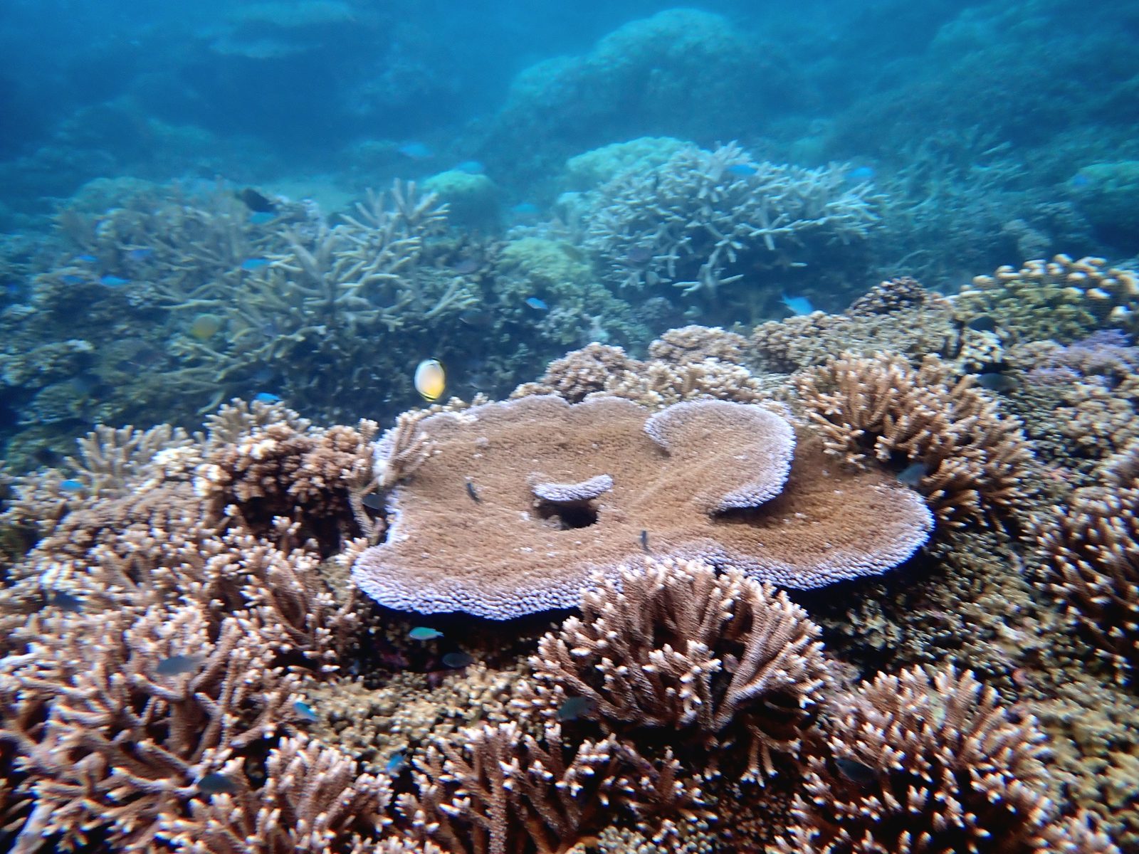 Table coral on the reef at Pacific Harbour