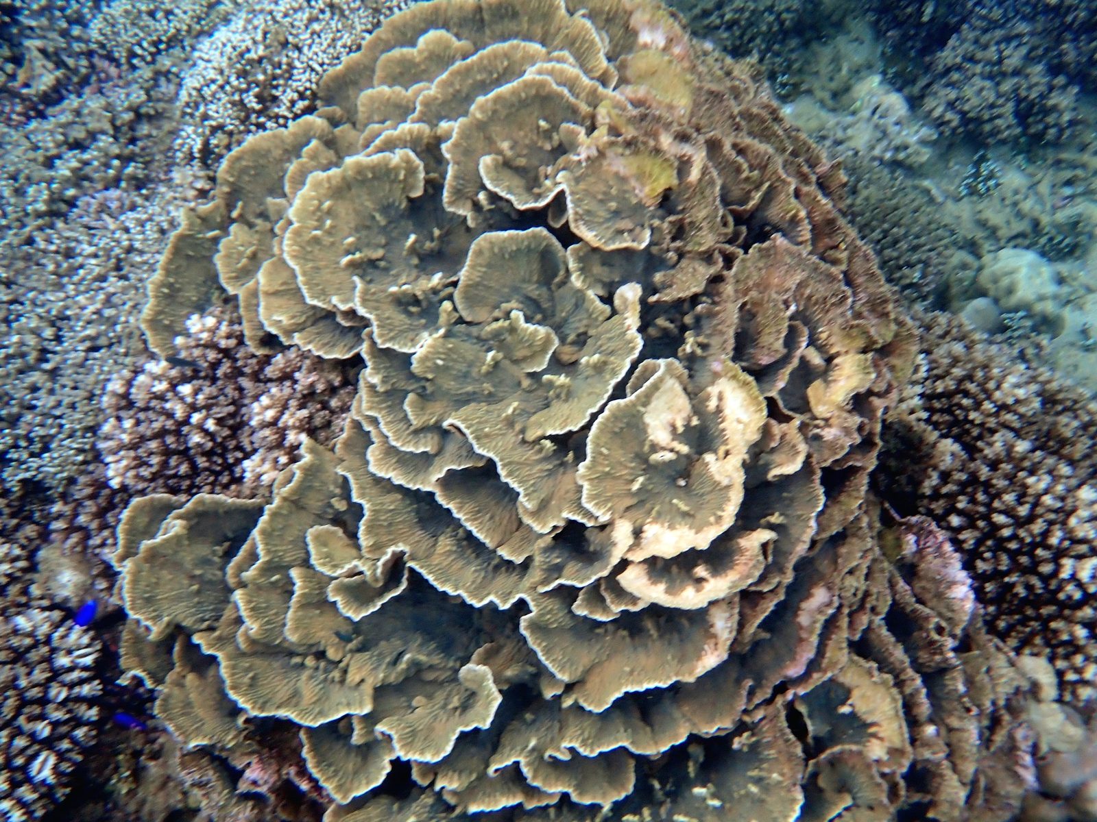 Plate coral on the reef at Pacific Harbour