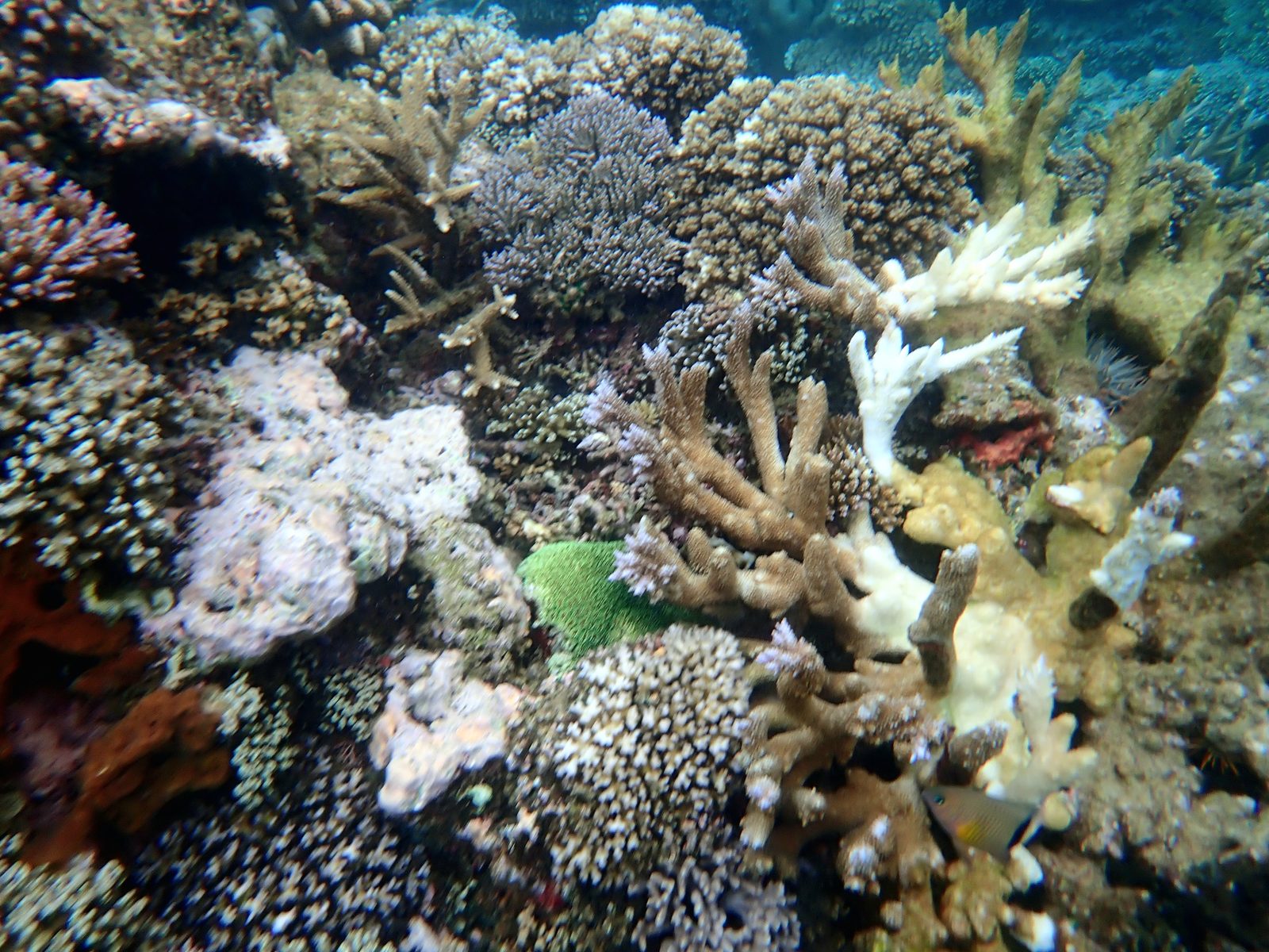 Mixed coral on the reef at Pacific Harbour
