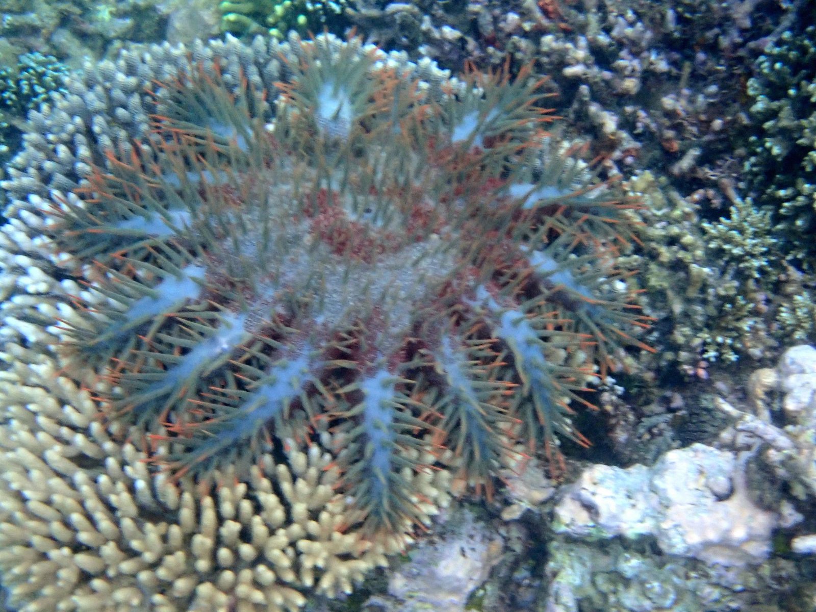 A crown-of-thorns starfish on the reef