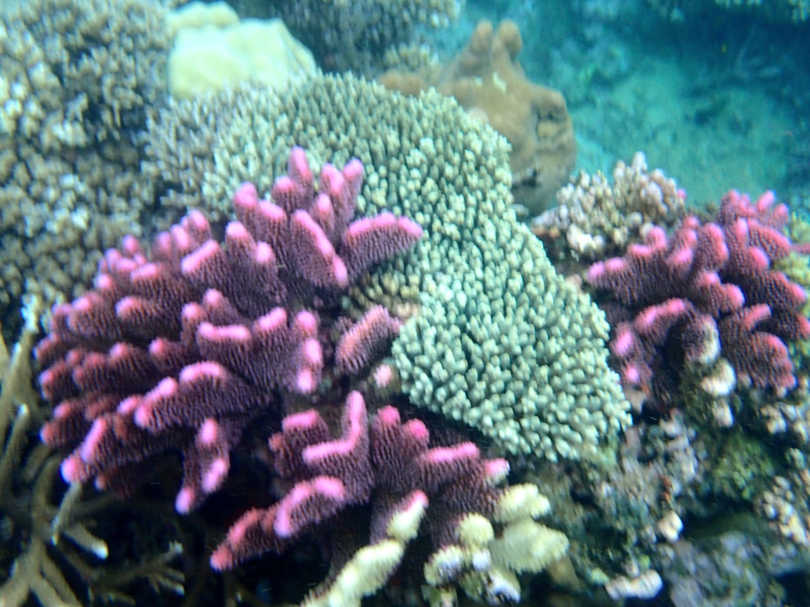 Pink and green coral on the reef at Pacific Harbour