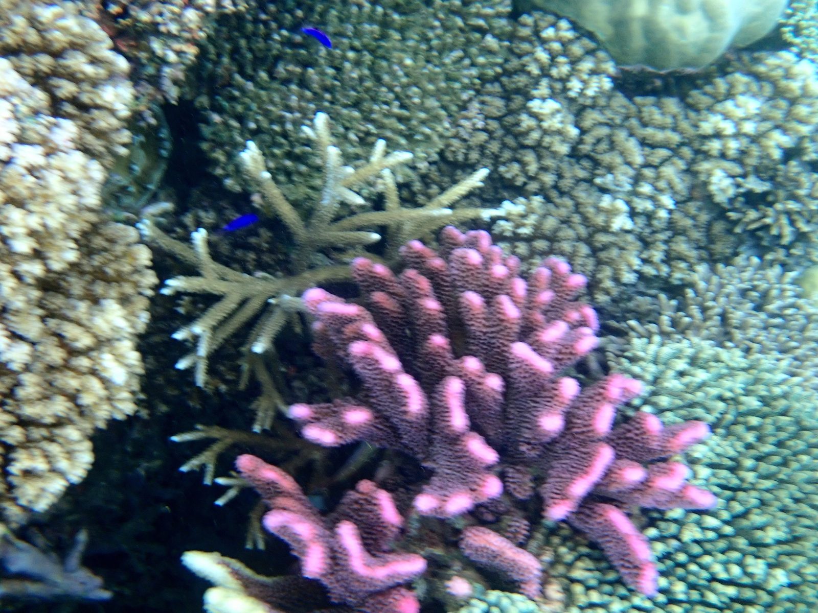 Pink coral on the reef at Pacific Harbour