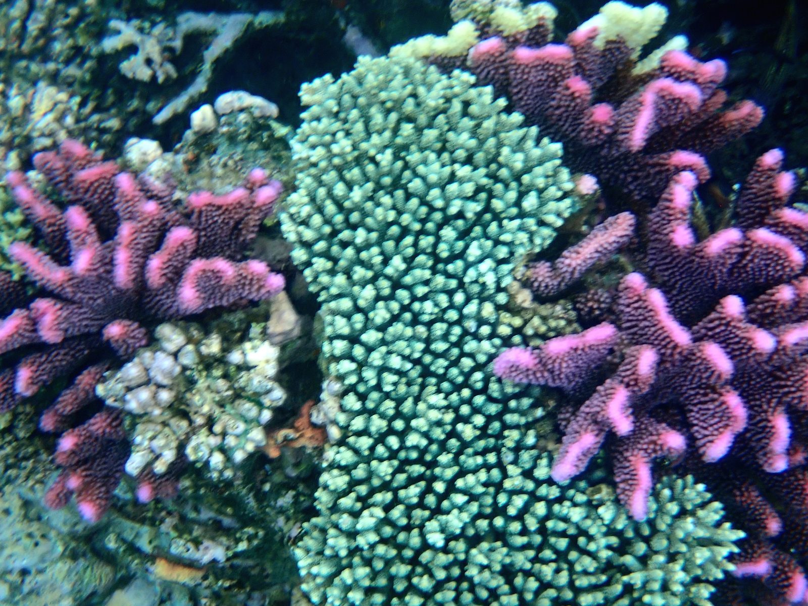 Pink and green coral on the reef at Pacific Harbour