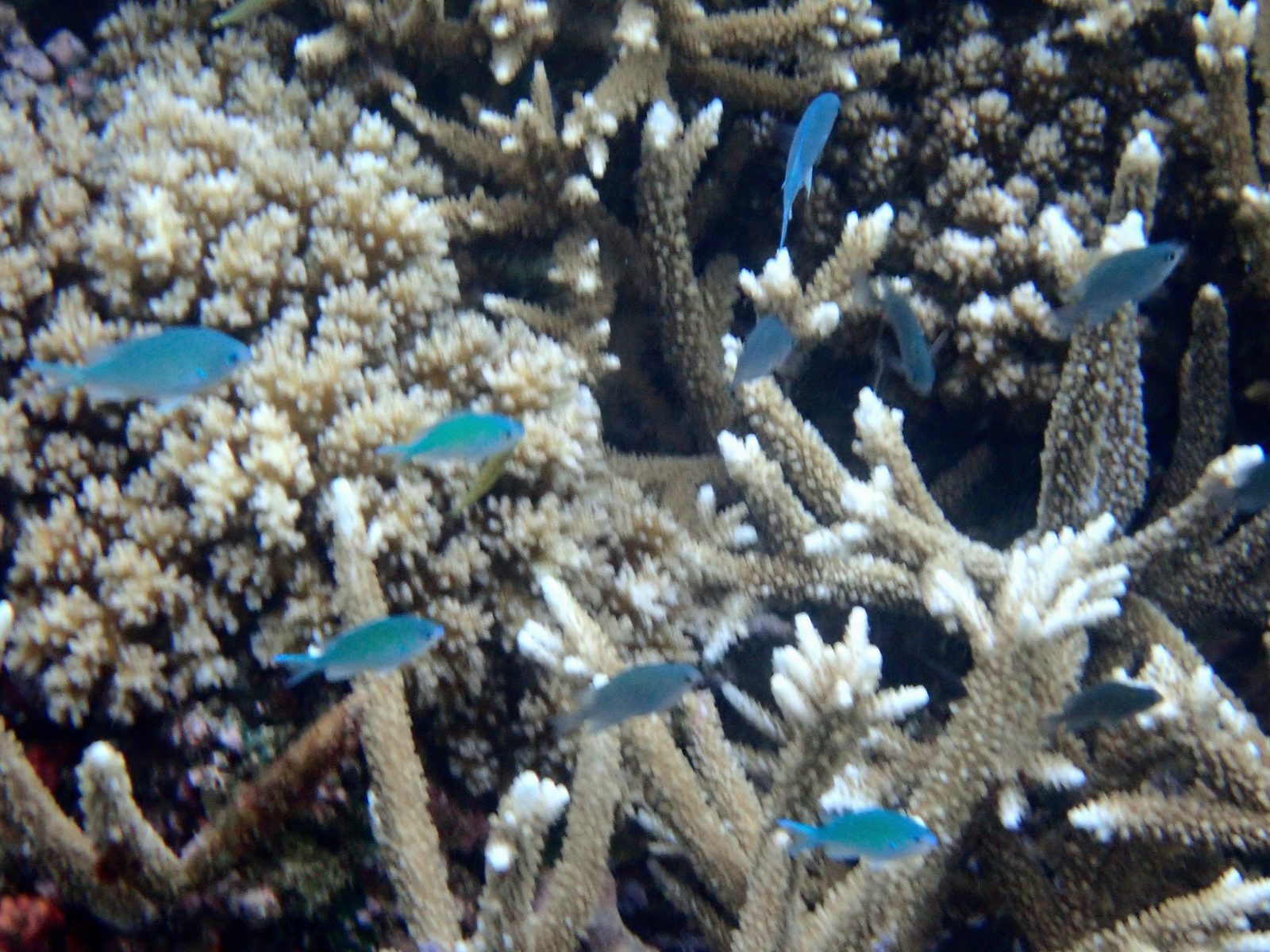 Blue fish over the coral at Pacific Harbour