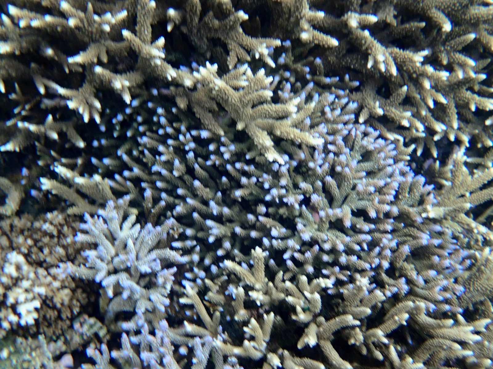 Coral on the reef snorkel at Pacific Harbour