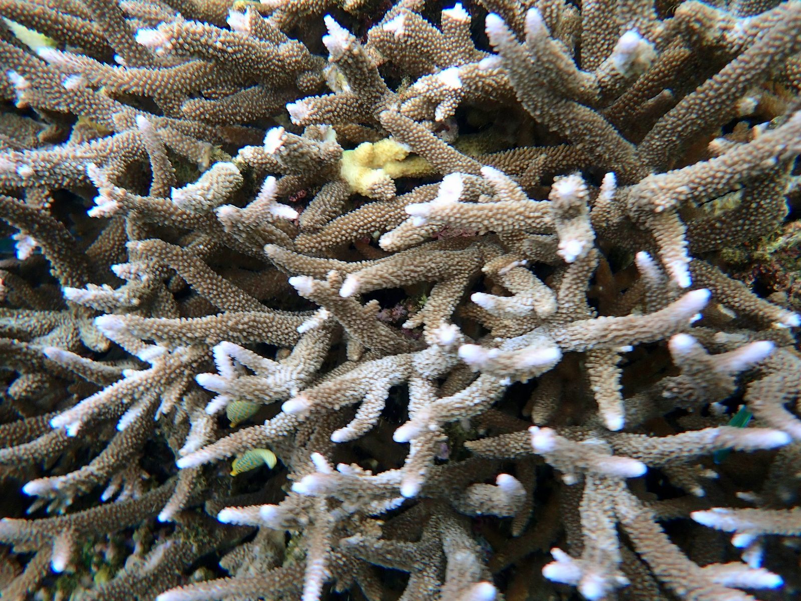 Staghorn coral on the reef snorkel at Pacific Harbour