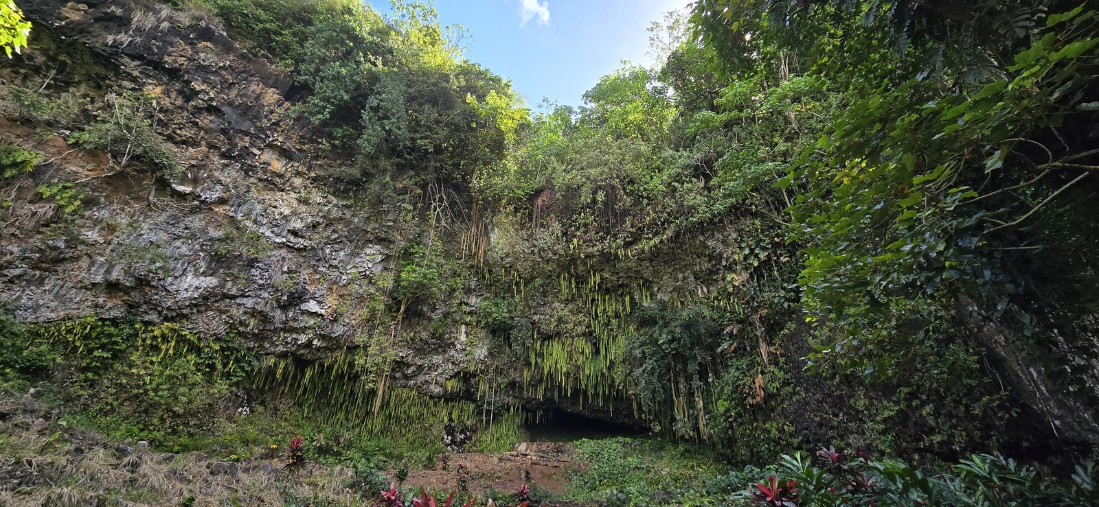 The fern-covered grotto wall