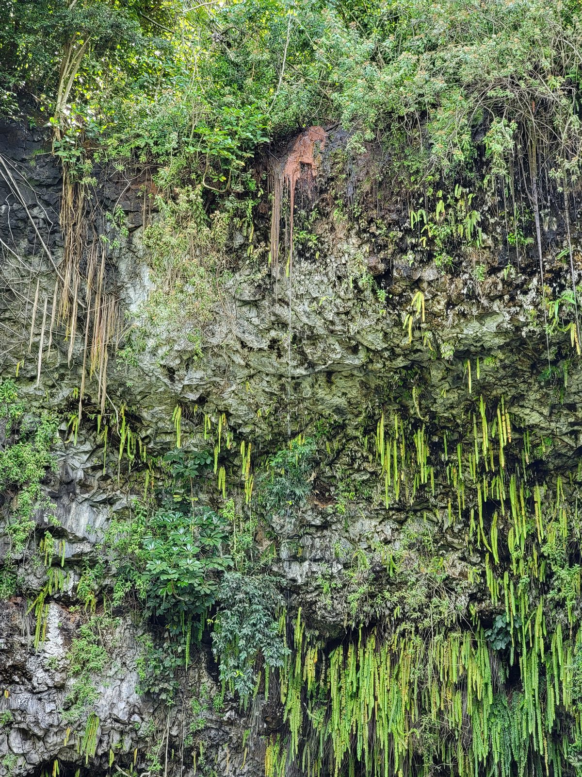 Fern Grotto, Kauai