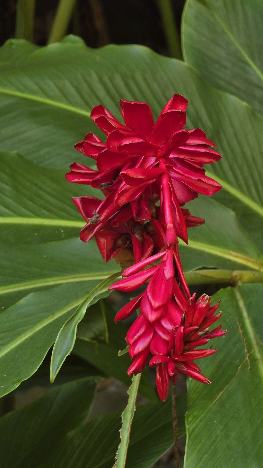 Red ginger at the Fern Grotto on Kauai
