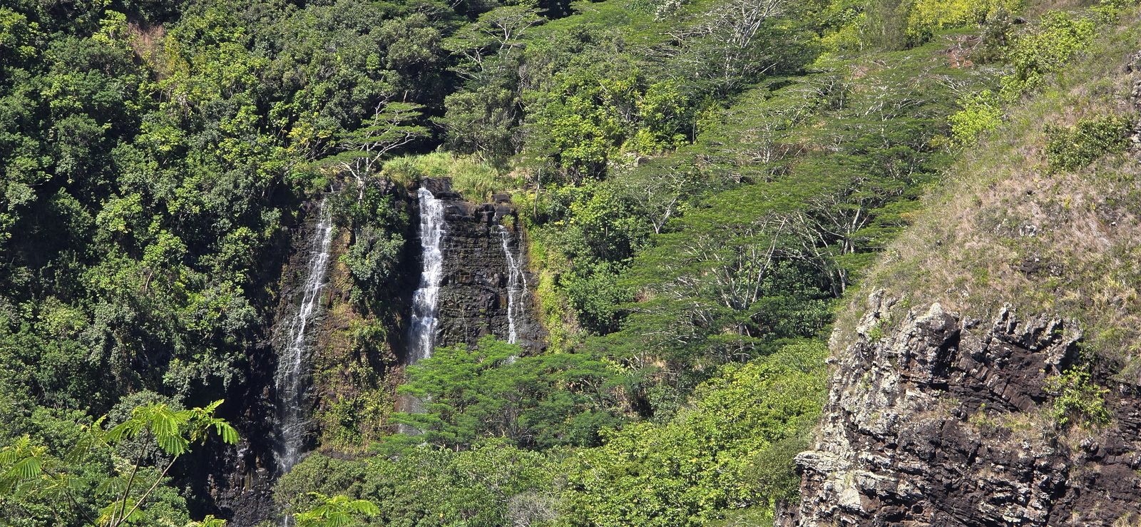 Opaekaa Falls through the trees
