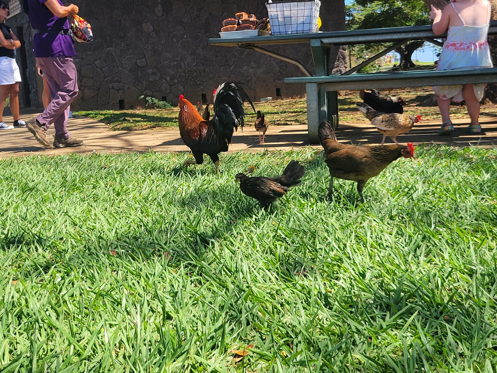 Wild chickens roam the falls overlook