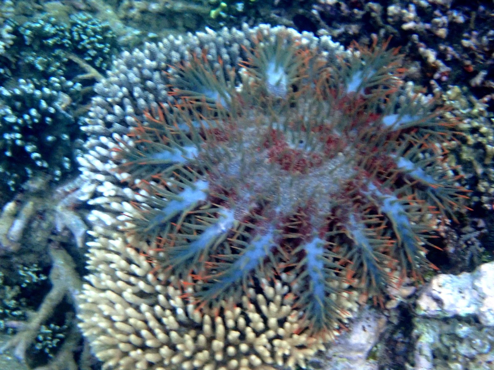A crown-of-thorns starfish on the reef